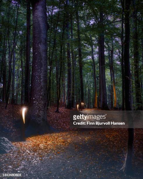 walkway with light poles in a beech forest - finn bjurvoll stock pictures, royalty-free photos & images