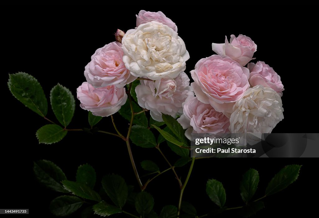 Rosa polyantha ‘Marie-Jeanne’ (multiflora rose, baby rose, Japanese rose, many-flowered rose)
