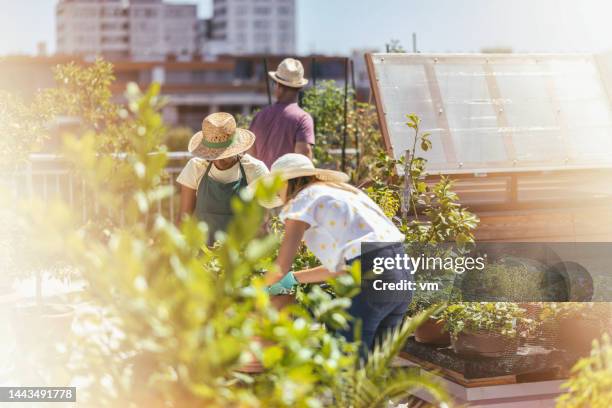 female friends doing gardening on the rooftop terrace - dakterras stockfoto's en -beelden