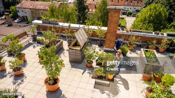young woman taking care of her plants on a rooftop garden - the roof gardens stock pictures, royalty-free photos & images