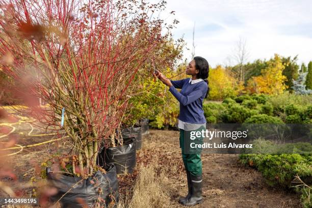 african woman gardener pruning plants at a tree nursery - clippers stockfoto's en -beelden