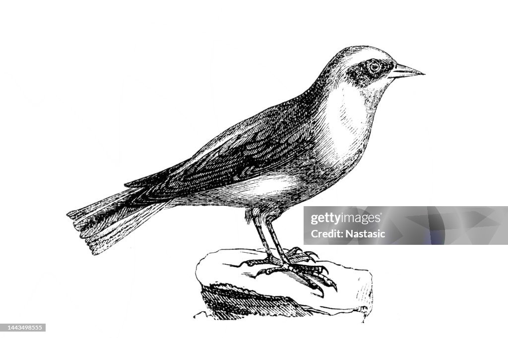 Wheatear (Oenanthe oenanthe)