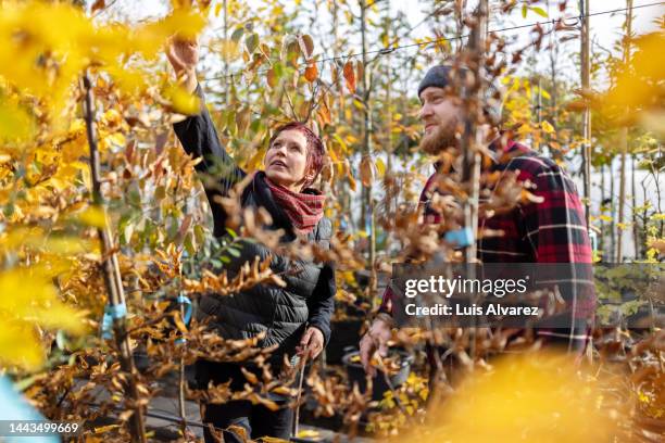 two garden center workers examining the planted trees - arredamento da giardino foto e immagini stock