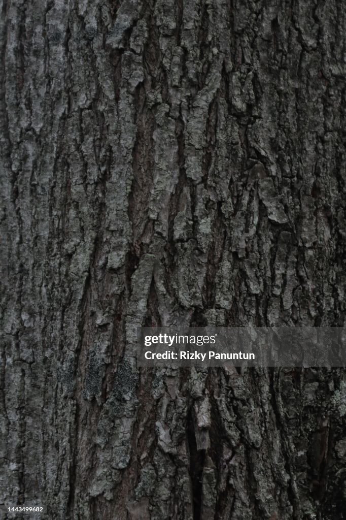 Full Frame Shot Tree Trunk
