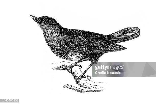 ilustraciones, imágenes clip art, dibujos animados e iconos de stock de ruiseñor o sprosser (luscinia luscinia) - nightingale