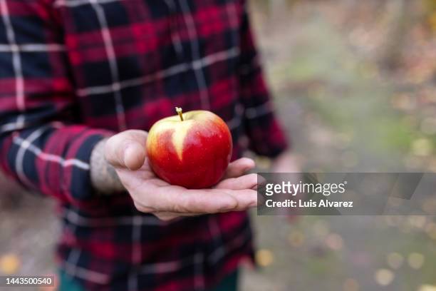 close-up of man hand with ripe apple at organic orchard - apple pattern stock-fotos und bilder