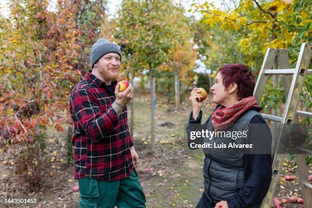 two workers eating ripe apples at a tree nursery - regarder une pomme photos et images de collection