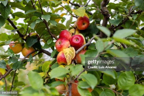 ripe apples hanging on a tree at garden center - pomar fotografías e imágenes de stock