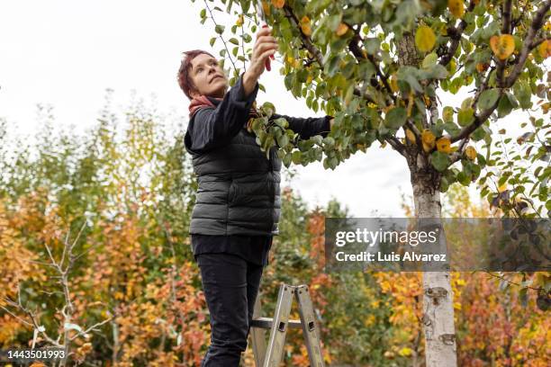 woman gardener working at garden center - árboles frutales fotografías e imágenes de stock