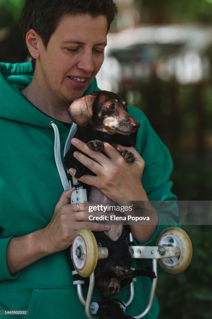 Adult Woman Walking Outdoor With Disabled Dachshund Dog Sitting In Wheelchair
