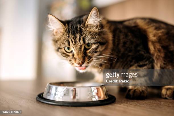 gato doméstico comiendo comida para gatos del tazón de metal - recipiente para la comida del animal fotografías e imágenes de stock