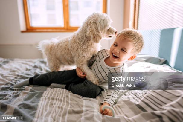 spielen! - baby hund innenaufnahme stock-fotos und bilder