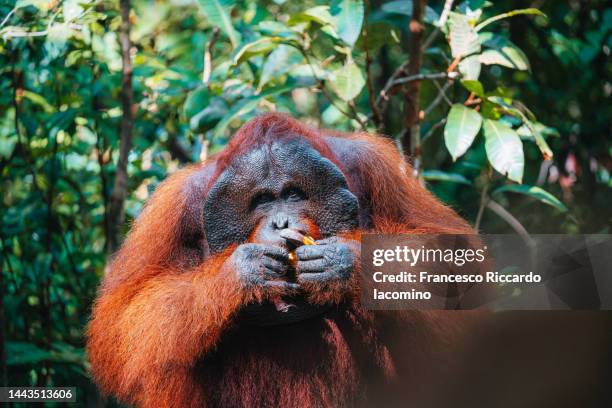 wild male orangutan eating in borneo - borneo fotografías e imágenes de stock