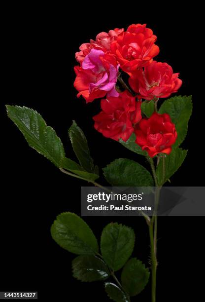63 Polyantha Rose Stock Photos, High-Res Pictures, and Images - Getty ...