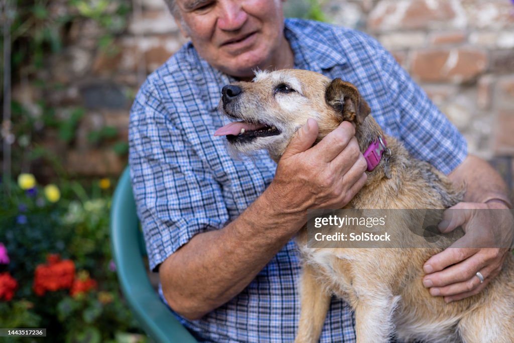 Man Stroking his Patterdale Terrier in Garden