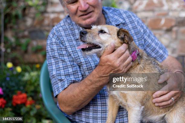 man stroking his patterdale terrier in garden - terrier stock pictures, royalty-free photos & images