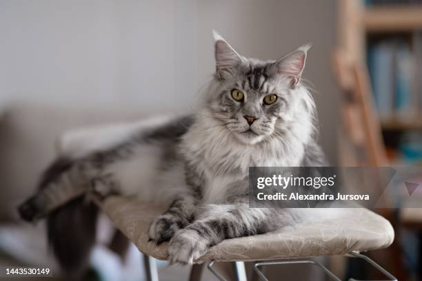 maine coon cat - longhair cat stock-fotos und bilder