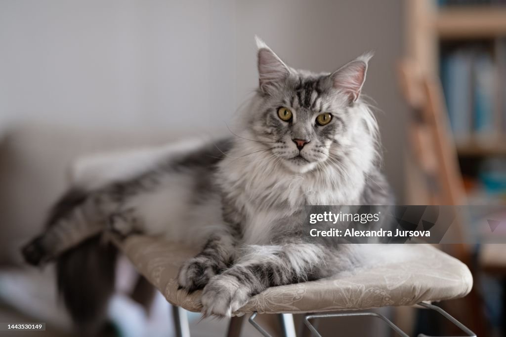 Maine coon cat