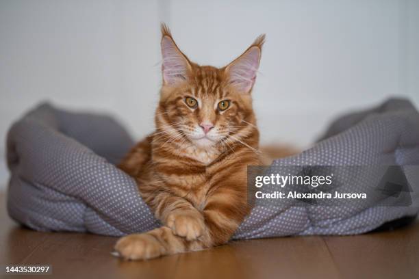 maine coon cat - maine coon katze stock-fotos und bilder