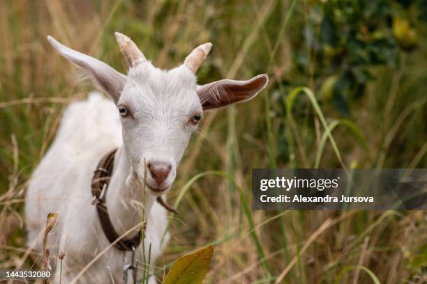 a white goat - goat grazing stock pictures, royalty-free photos & images