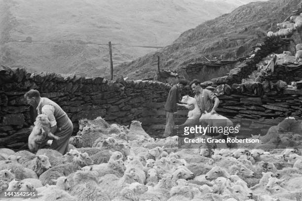 Sheep are herded into slate-walled yards ready to be washed, shorn, and dipped during the shearing season in Snowdonia. Picture Post - 5377 -...
