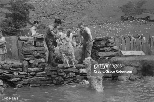 Sheep are washed using a dammed mountain stream during the shearing season in Snowdonia, Wales. Picture Post - 5377 - Shearing Time In Snowdonia -...