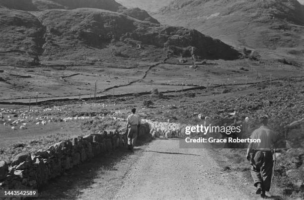 Farm helpers herding a flock of sheep during shearing season in Snowdonia. Picture Post - 5377 - Shearing Time In Snowdonia - pub. 11 August, 1951.