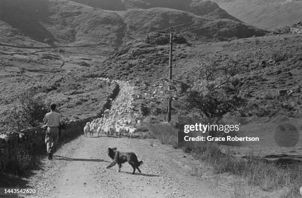 Man and sheep dog herding a flock of sheep during shearing time in Snowdonia. Picture Post - 5377 - Shearing Time In Snowdonia - pub. 11 August, 1951.