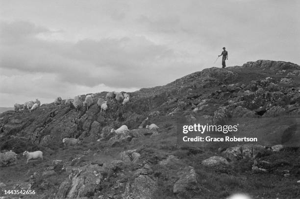 Flock of sheep are herded across a mountain in Snowdonia. Picture Post - 5377 - Shearing Time In Snowdonia - pub. 11 August, 1951.