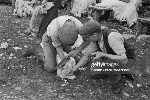 Two shearers hold down a ram to remove an ingrowing horn tip during shearing season in Snowdonia. Picture Post - 5377 - Shearing Time In Snowdonia -...