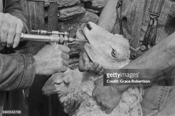 Sheep are given anti-worm medication during shearing season in Snowdonia. Picture Post - 5377 - Shearing Time In Snowdonia - pub. 11 August, 1951.