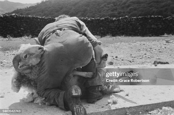 Ram Rips Rug Ram Man Photos and Premium High Res Pictures - Getty Images