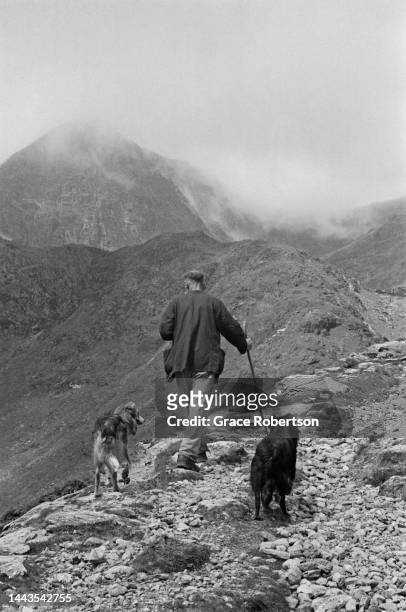 Shepherd and two sheep dogs walk along a rocky path in Snowdonia during shearing season. Picture Post - 5377 - Shearing Time In Snowdonia - pub. 11...