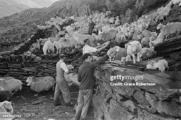 Sheep are herded into slate-walled yards ready to be washed, shorn, and dipped during the shearing season in Snowdonia. Picture Post - 5377 -...