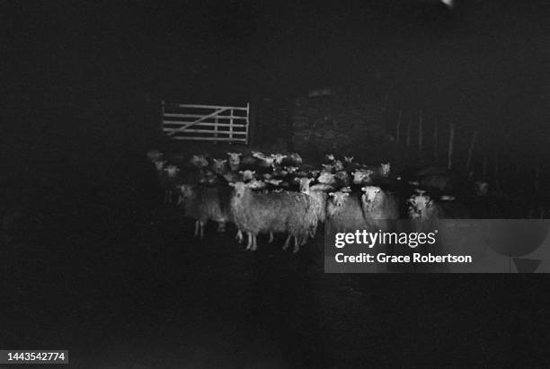 Flock of sheep are herded towards a gate during the night in Snowdonia. Picture Post - 5377 - Shearing Time In Snowdonia - pub. 11 August, 1951.