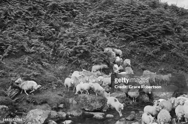 Sheep being herded so they can be shorn, washed and dipped during shearing season in Snowdonia. Picture Post - 5377 - Shearing Time In Snowdonia -...