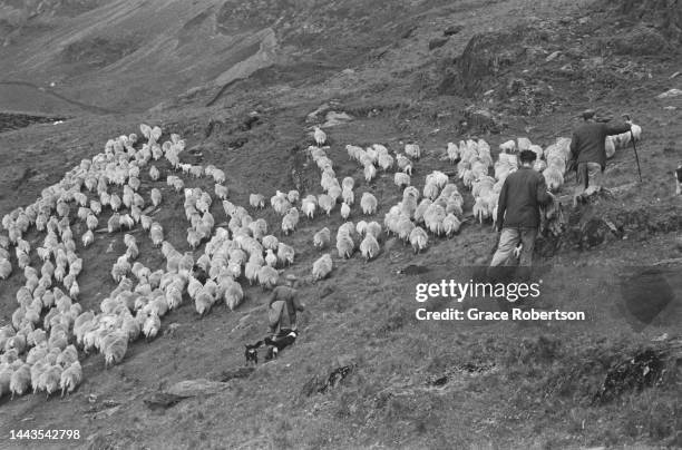Sheep farmers herding the flock during shearing season in Snowdonia. Picture Post - 5377 - Shearing Time In Snowdonia - pub. 11 August, 1951.