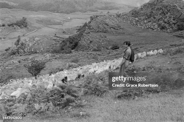 Sheep being herded so they can be washed, shorn, and dipped during shearing season in Snowdonia. Picture Post - 5377 - Shearing Time In Snowdonia -...