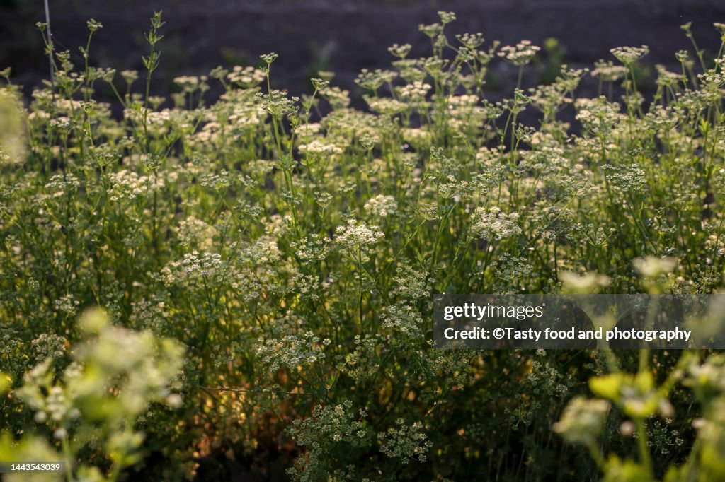 Blooming parsley in the garden