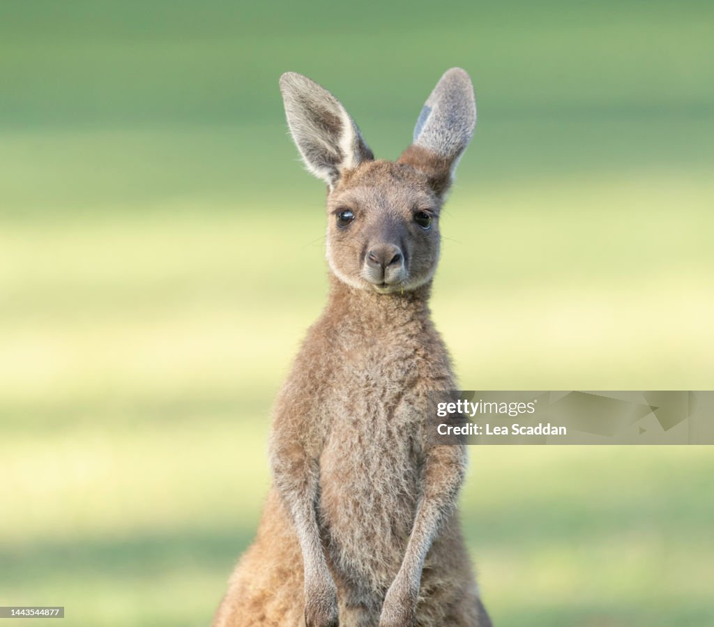 Kangaroo joey