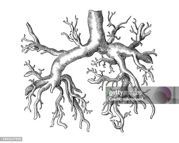 old chromolithograph illustration of human circulatory system - branching for portal vein or hepatic portal vein (hpv) in children - aorta fotografías e imágenes de stock