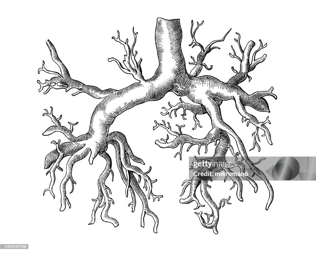 Old chromolithograph illustration of human circulatory system - branching for portal vein or hepatic portal vein (HPV) in children