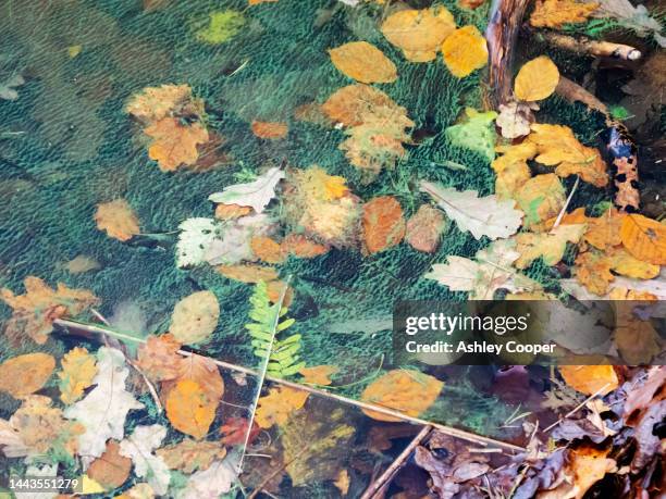 blue green algae on lake windermere at waterhead in ambleside, lake district, uk. - lake windermere foto e immagini stock