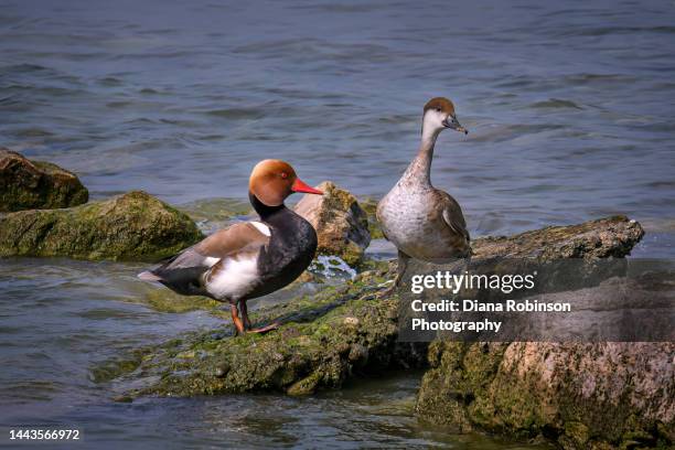 red-crested pochard couple near sirmione, lake garda, italy - garda stock pictures, royalty-free photos & images