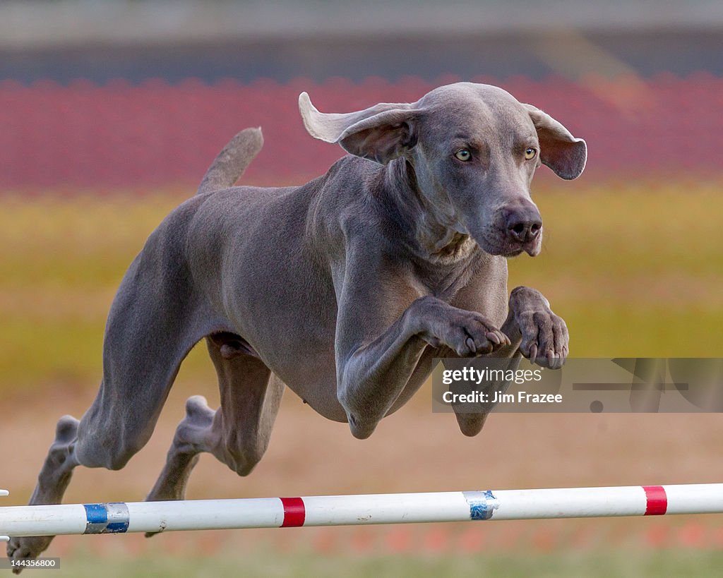 Weimaraner