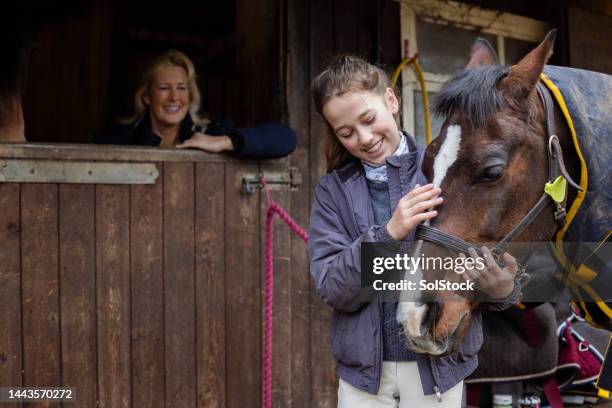 mirando con asombro - caballo familia del caballo fotografías e imágenes de stock