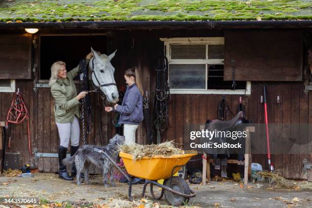 checking up on their horse - horses stock pictures, royalty-free photos & images