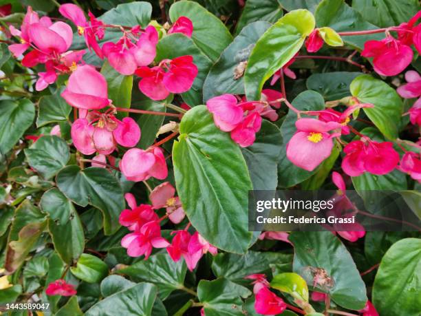 red wax begonia flowers (begonia semperflorens) - wax begonia stock pictures, royalty-free photos & images