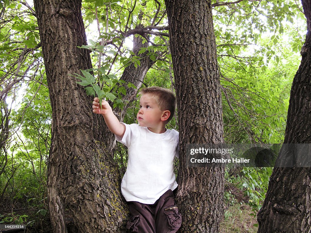 Boy in tree touching leaves