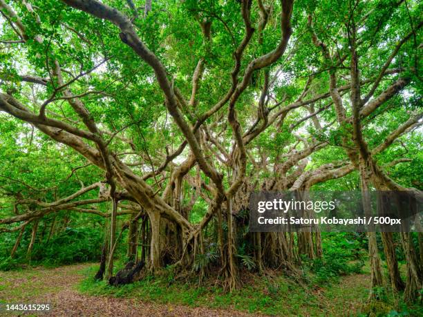 trees in forest - banyan tree stock pictures, royalty-free photos & images